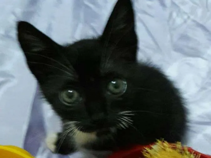 Gato ra a Sem Raça Definida.  idade Abaixo de 2 meses nome SEM NOME