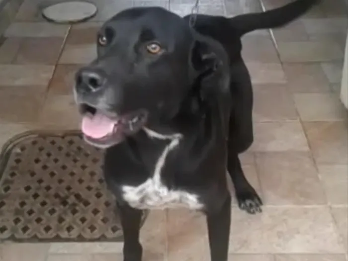 Cachorro ra a Labrador idade 3 anos nome Spike