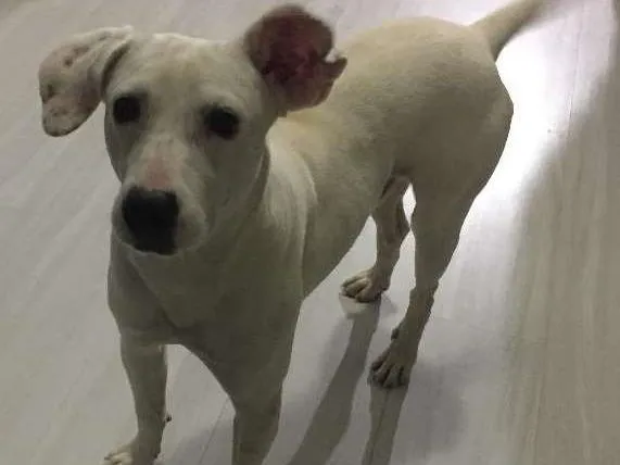 Cachorro ra a SRD idade 1 ano nome Polaco