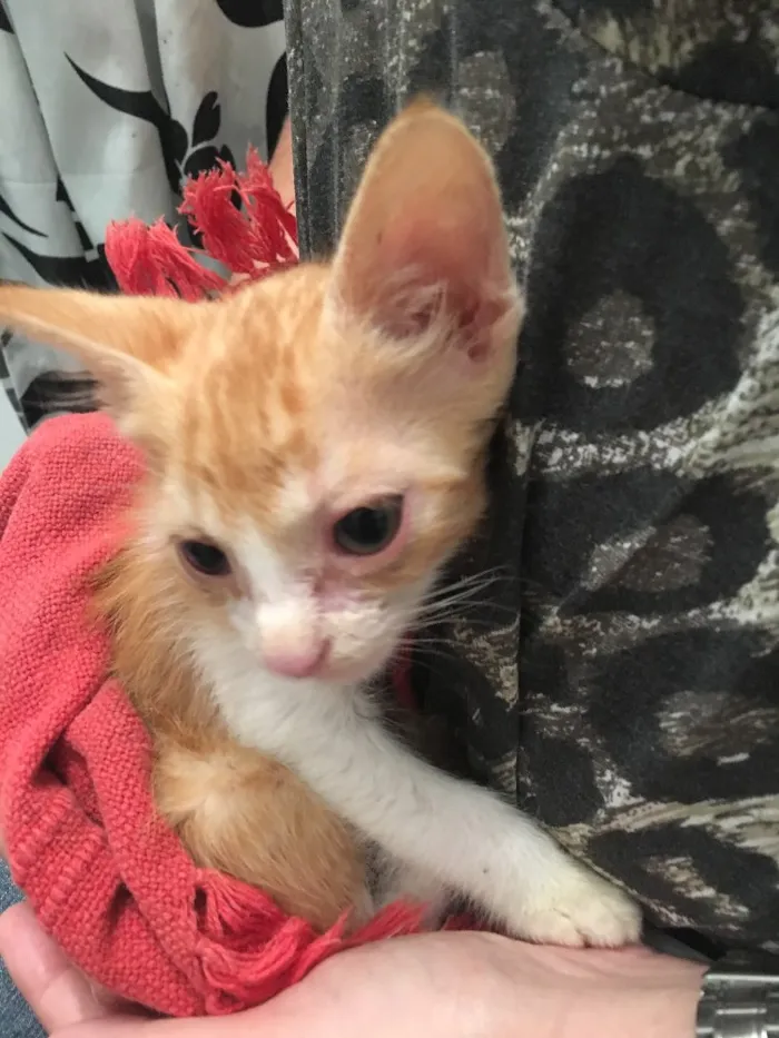 Gato raça  idade  nome Sol