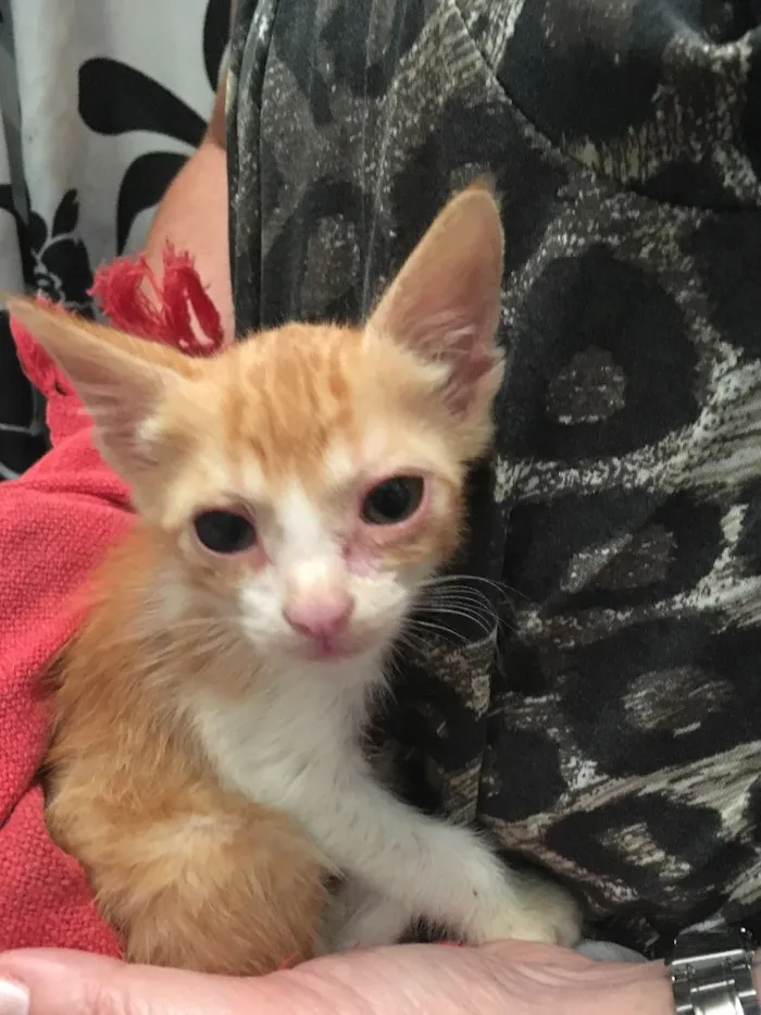Gato raça  idade  nome Sol
