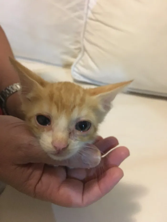 Gato raça  idade  nome Sol
