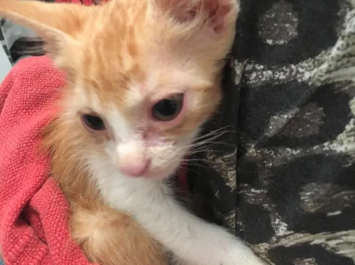 Gato raça  idade  nome Sol