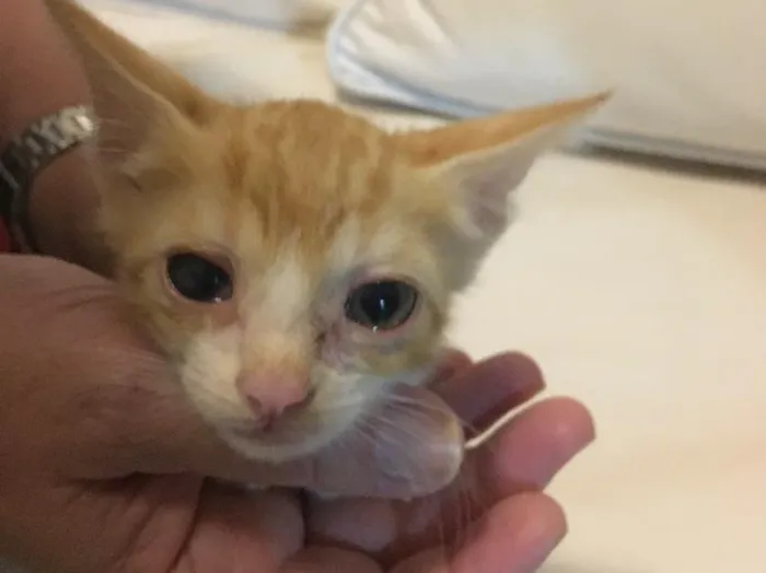 Gato raça  idade  nome Sol