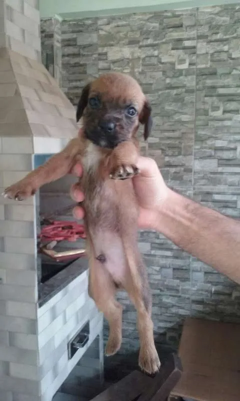 Cachorro ra a srd idade 2 a 6 meses nome sem nome