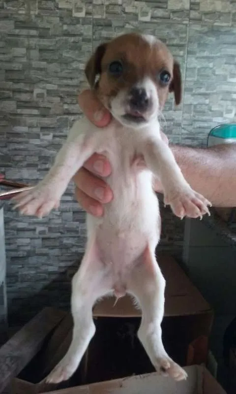 Cachorro ra a srd idade 2 a 6 meses nome sem nome