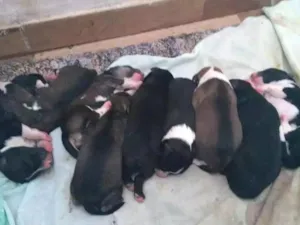 Cachorro raça Indefinida. idade Abaixo de 2 meses nome N tem nomes