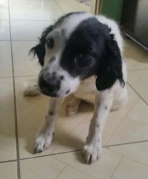 Cachorro raça  idade 2 a 6 meses nome Mestiça de coocker