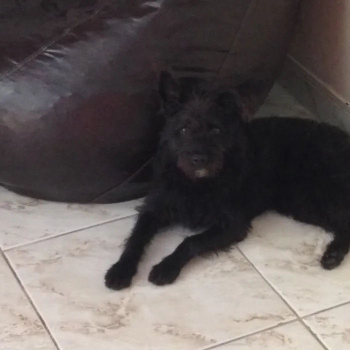 Cachorro ra a Viralata idade 2 a 6 meses nome Preto