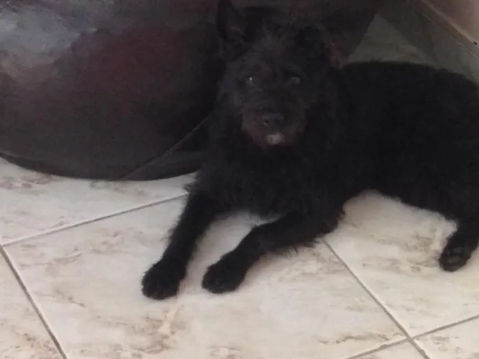 Cachorro ra a Viralata idade 2 a 6 meses nome Preto