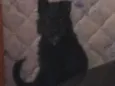 Preto