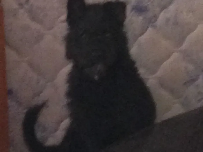 Cachorro ra a Viralata idade 2 a 6 meses nome Preto