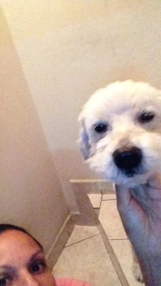 Cachorro ra a Vira lata poddle idade 2 anos nome Fred