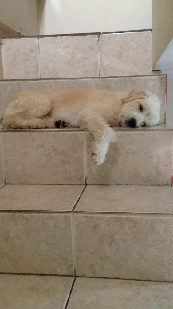 Cachorro ra a Vira lata poddle idade 2 anos nome Fred