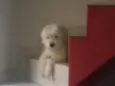 Fred