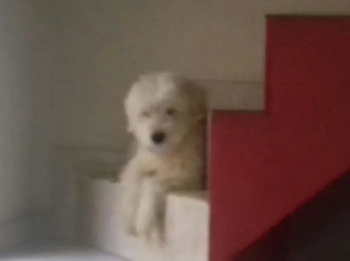 Cachorro ra a Vira lata poddle idade 2 anos nome Fred