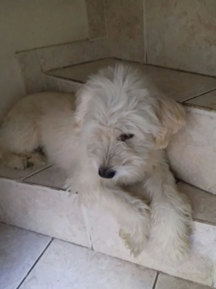Cachorro ra a Vira lata poddle idade 2 anos nome Fred