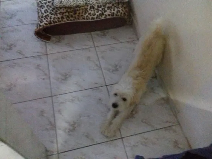 Cachorro ra a Vira lata poddle idade 2 anos nome Fred