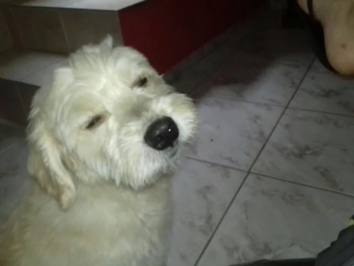 Cachorro ra a Vira lata poddle idade 2 anos nome Fred