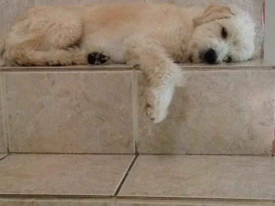 Cachorro ra a Vira lata poddle idade 2 anos nome Fred