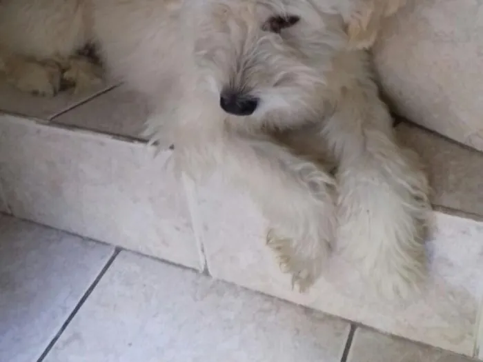 Cachorro ra a Vira lata poddle idade 2 anos nome Fred
