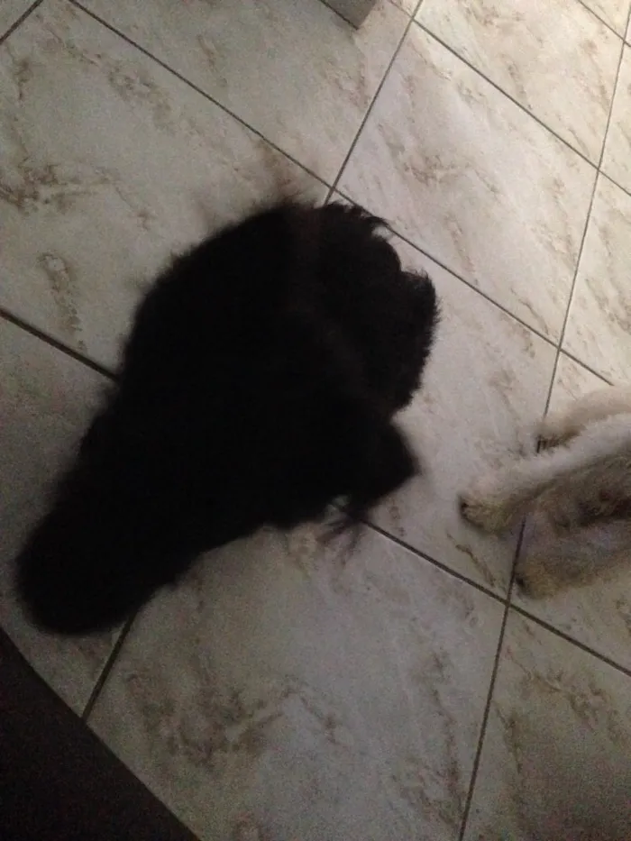 Cachorro ra a Vira lata idade  nome Preto