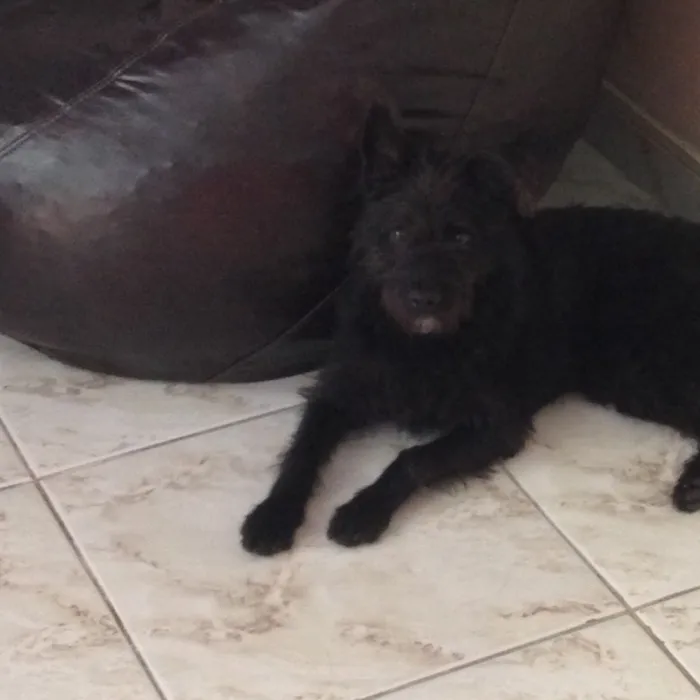 Cachorro ra a Vira lata idade  nome Preto
