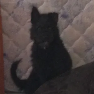 Cachorro raça Vira lata idade  nome Preto