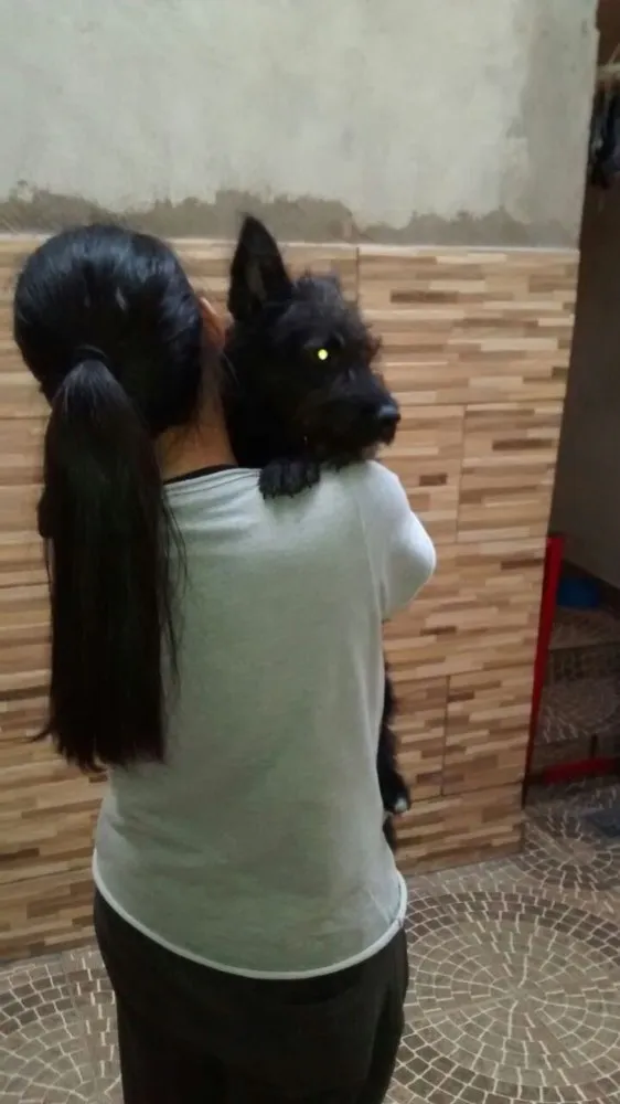 Cachorro ra a Vira lata idade  nome Preto