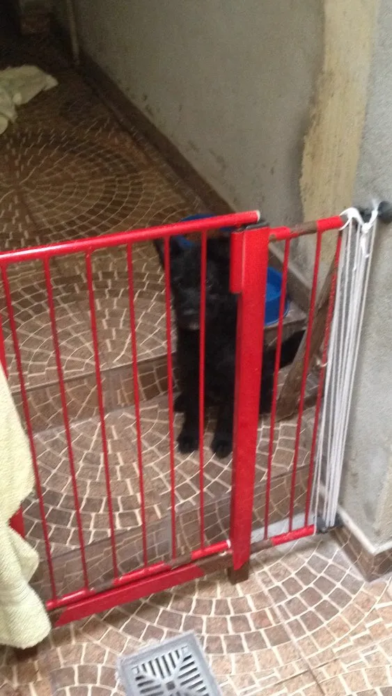 Cachorro ra a Vira lata idade  nome Preto