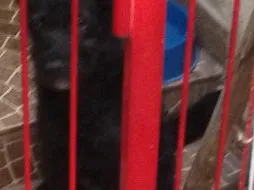 Cachorro ra a Vira lata idade  nome Preto