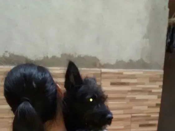 Cachorro ra a Vira lata idade  nome Preto