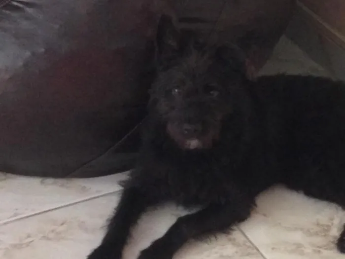 Cachorro ra a Vira lata idade  nome Preto