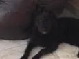 Preto