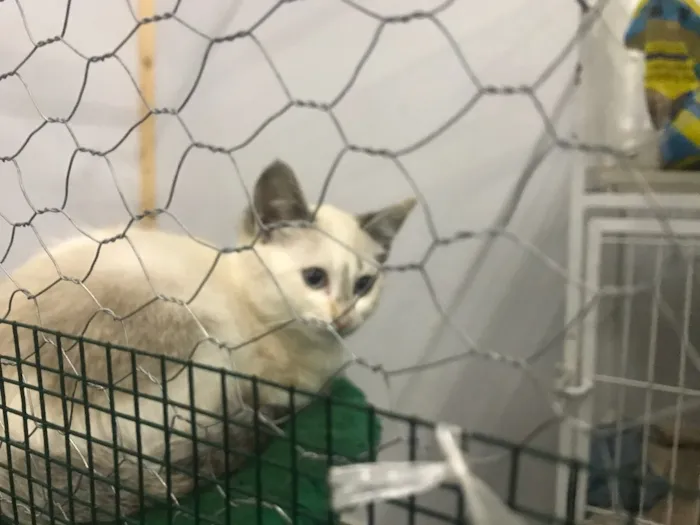 Gato ra a  idade 2 a 6 meses nome Fofinhos
