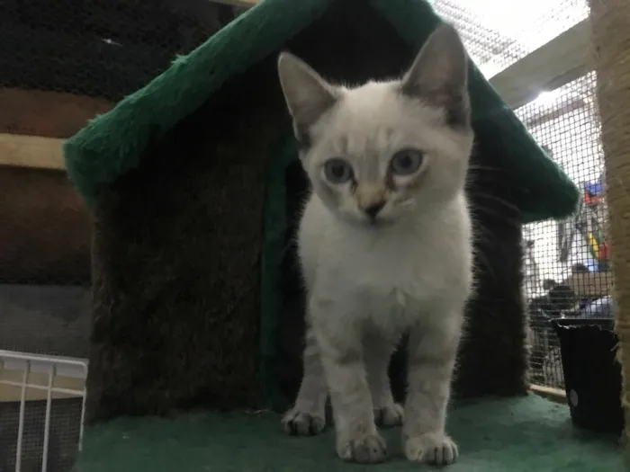 Gato ra a  idade 2 a 6 meses nome Fofinhos