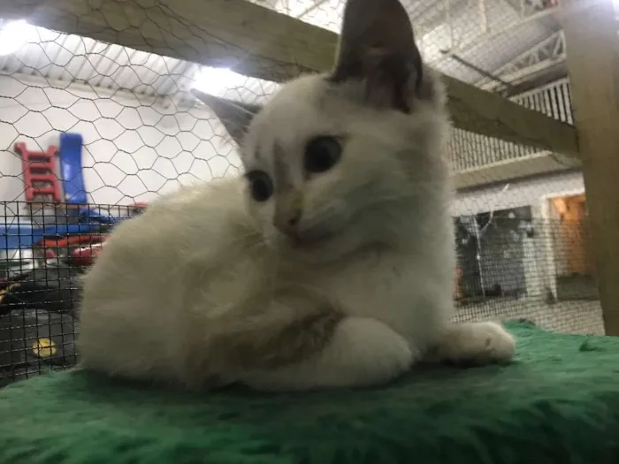 Gato ra a  idade 2 a 6 meses nome Fofinhos
