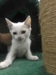 Fofinhos