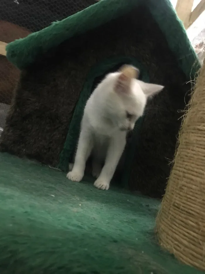 Gato ra a  idade 2 a 6 meses nome Fofinhos