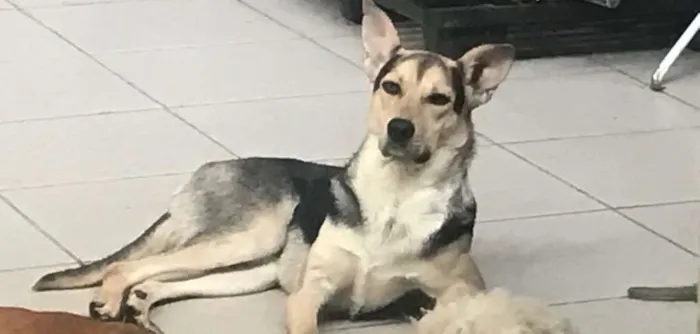 Cachorro ra a  idade 7 a 11 meses nome Thor
