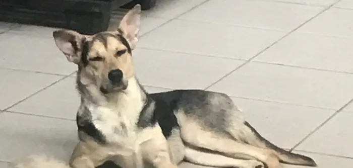 Cachorro ra a  idade 7 a 11 meses nome Thor