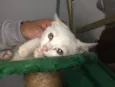 Gatinhos