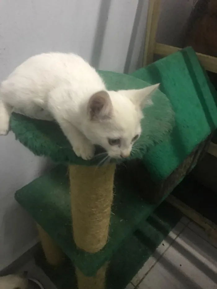 Gato ra a  idade 2 a 6 meses nome Gatinhos