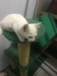 Gatinhos