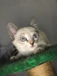 Gatinhos