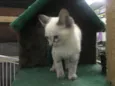Gatinhos