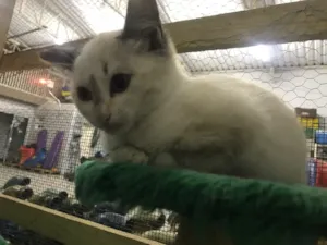 Gato raça  idade 2 a 6 meses nome Gatinhos