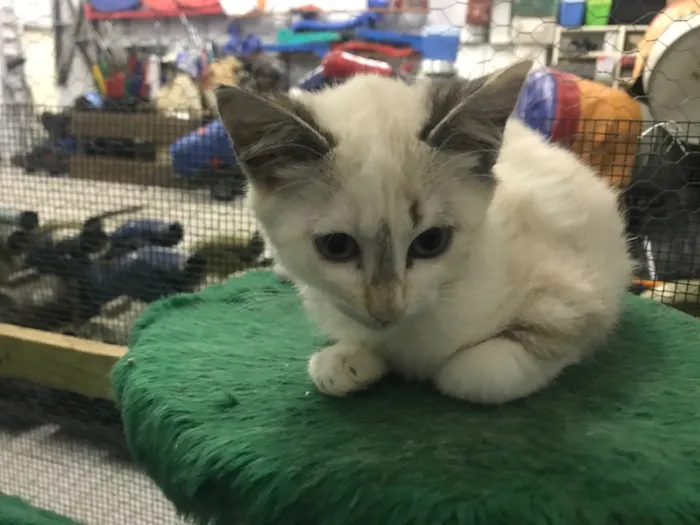 Gato ra a  idade 2 a 6 meses nome Gatinhos