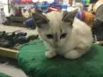 Gatinhos
