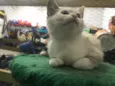 Gatinhos